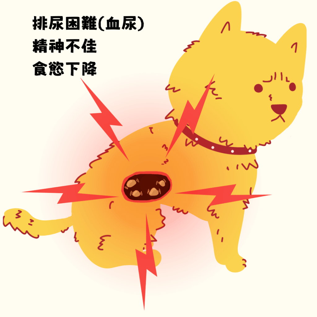 stone in cats and dogs