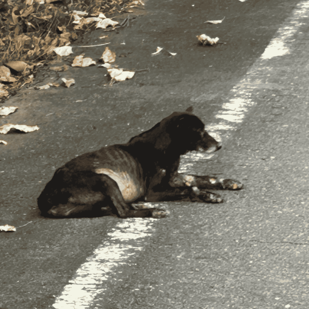 罹患心絲蟲的流浪狗